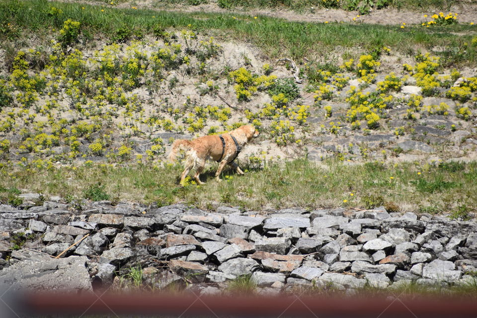 A dog among the flowers