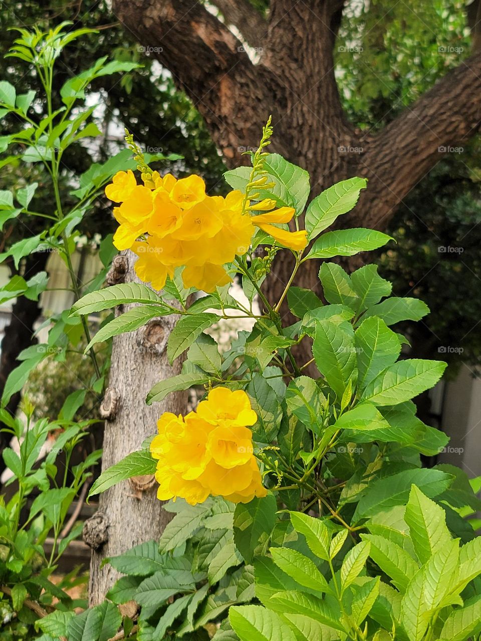 Yellow flower blossoms