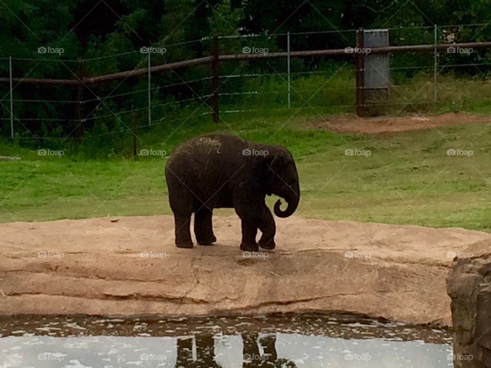 Baby Elephant