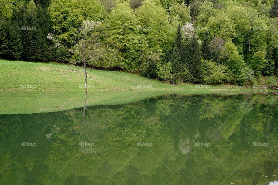 Écrin de verdure en vallée Verte (Alps, France)