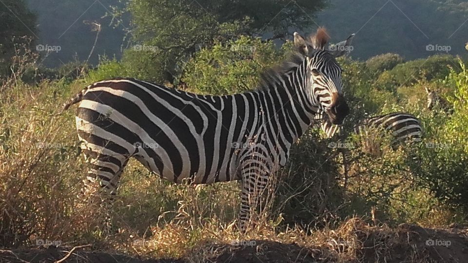 Zebra at Lake Manyara National Parks Tanzania.