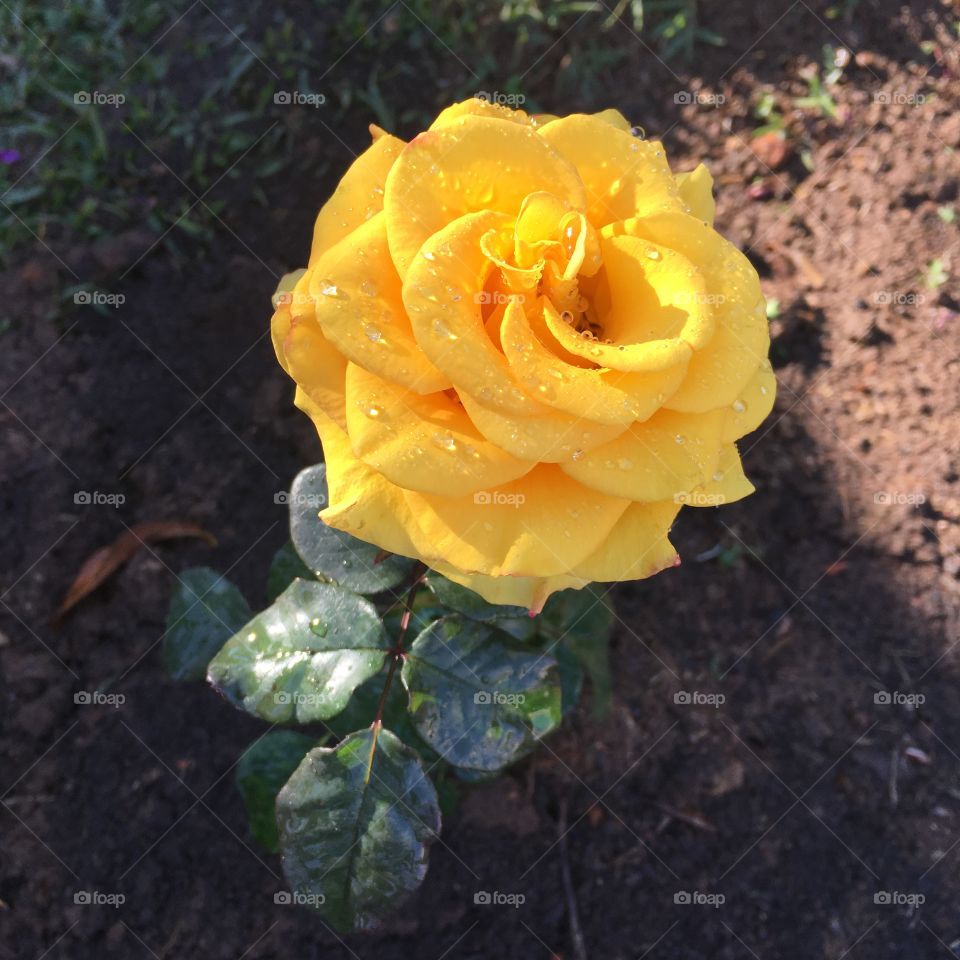 Flores do nosso jardim!
Belíssimas rosas amarelas. 