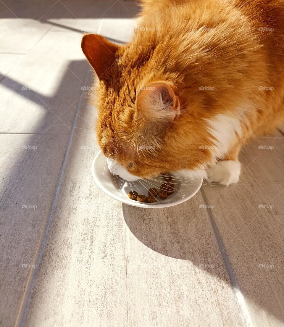 cat eating in sunlight mobile photography