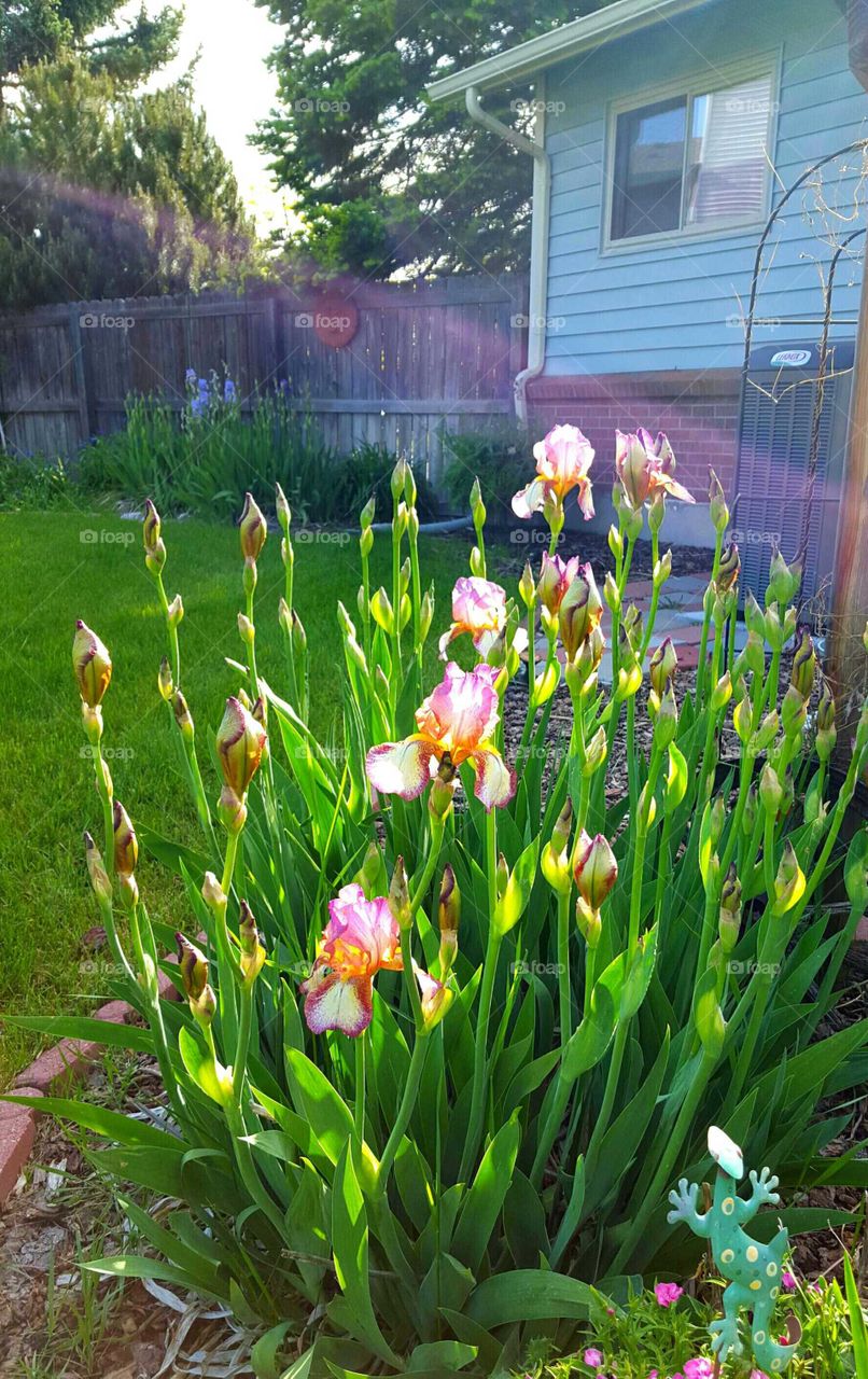 Irises