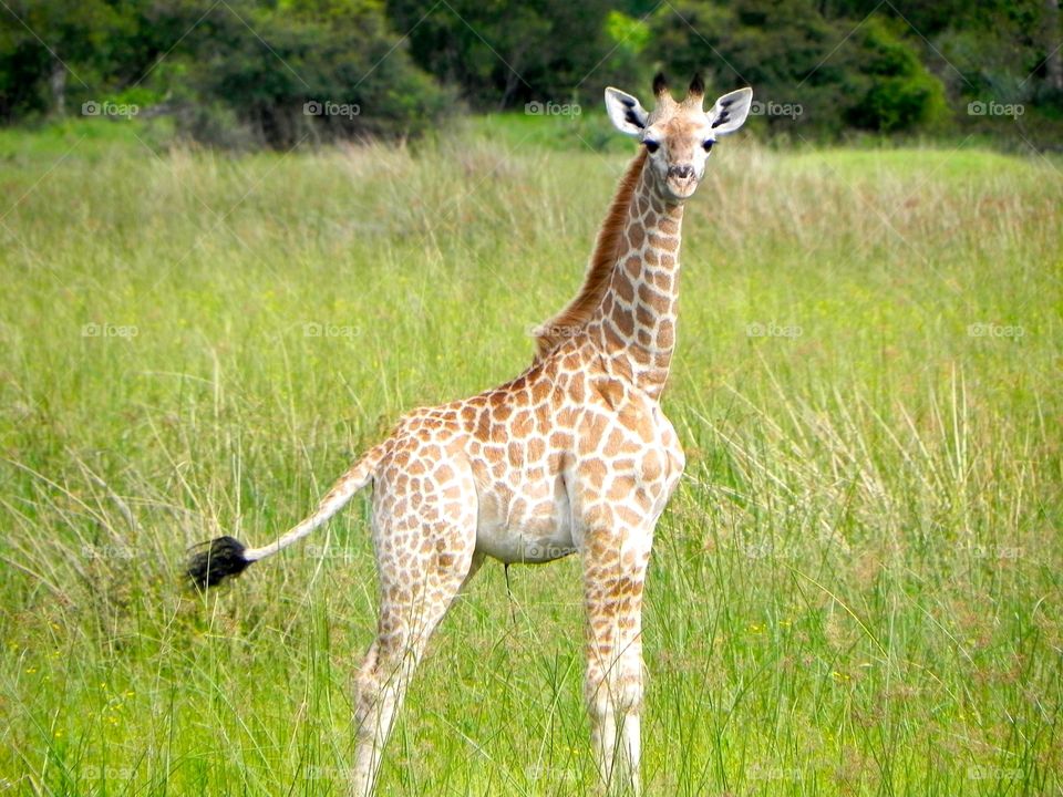 A baby giraffe on a plain in Botswana 