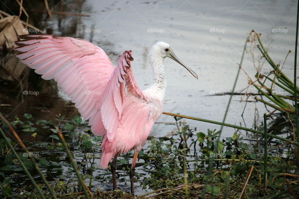 Roseate spoonbill 