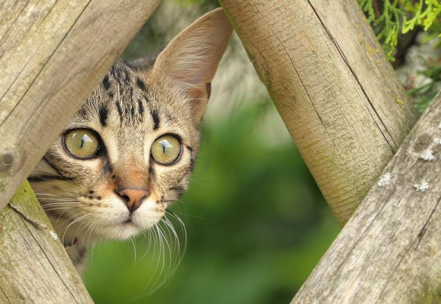 cute cat