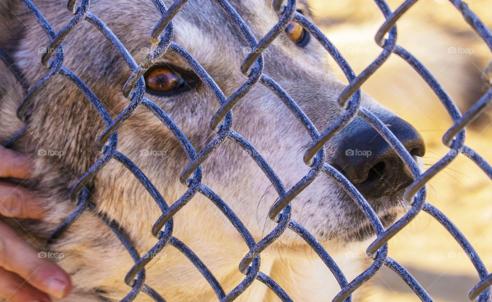 Wolf behind chainlink fence