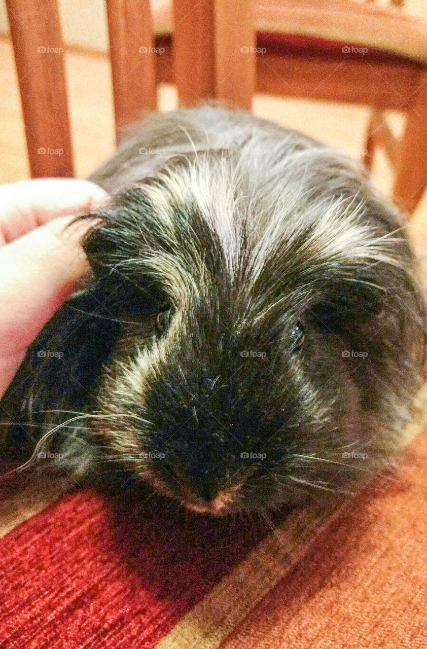 Guinea pigg