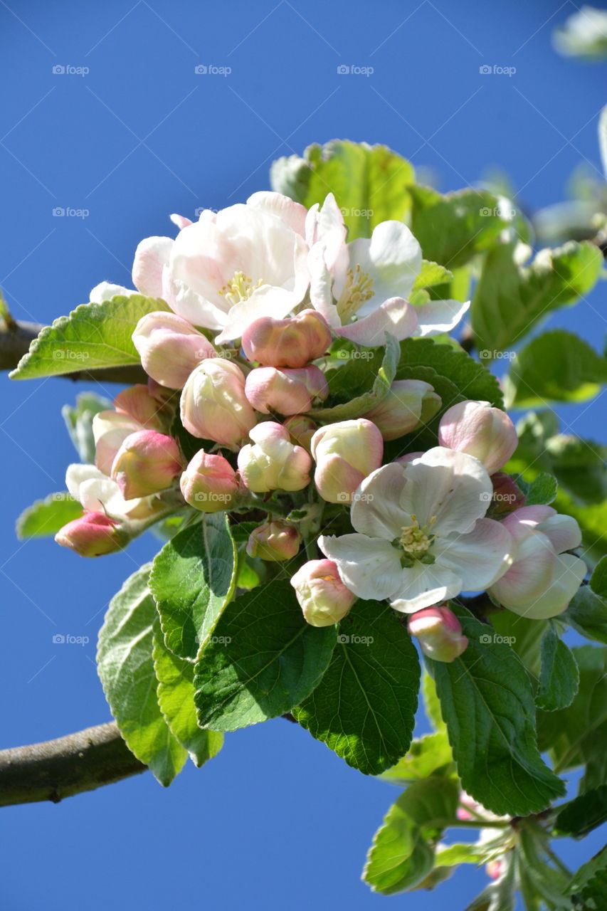 Low angle view of apple tree