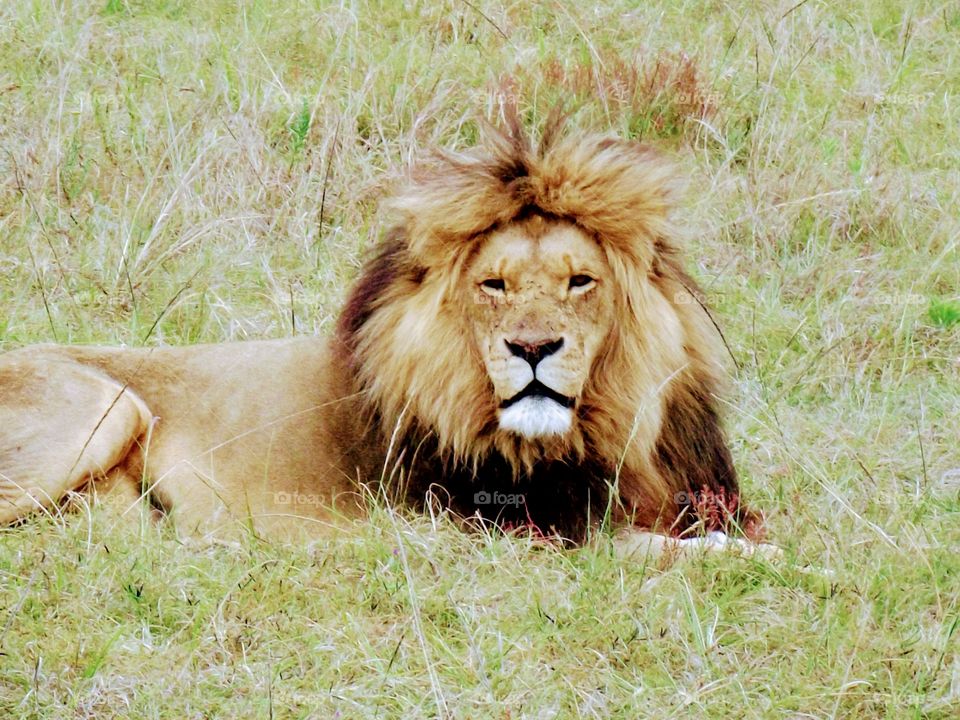 Lion. S Africa 