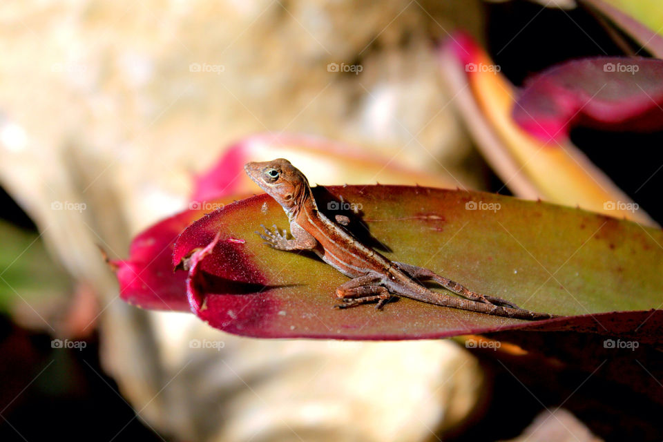 animal lizard tropical by lagacephotos