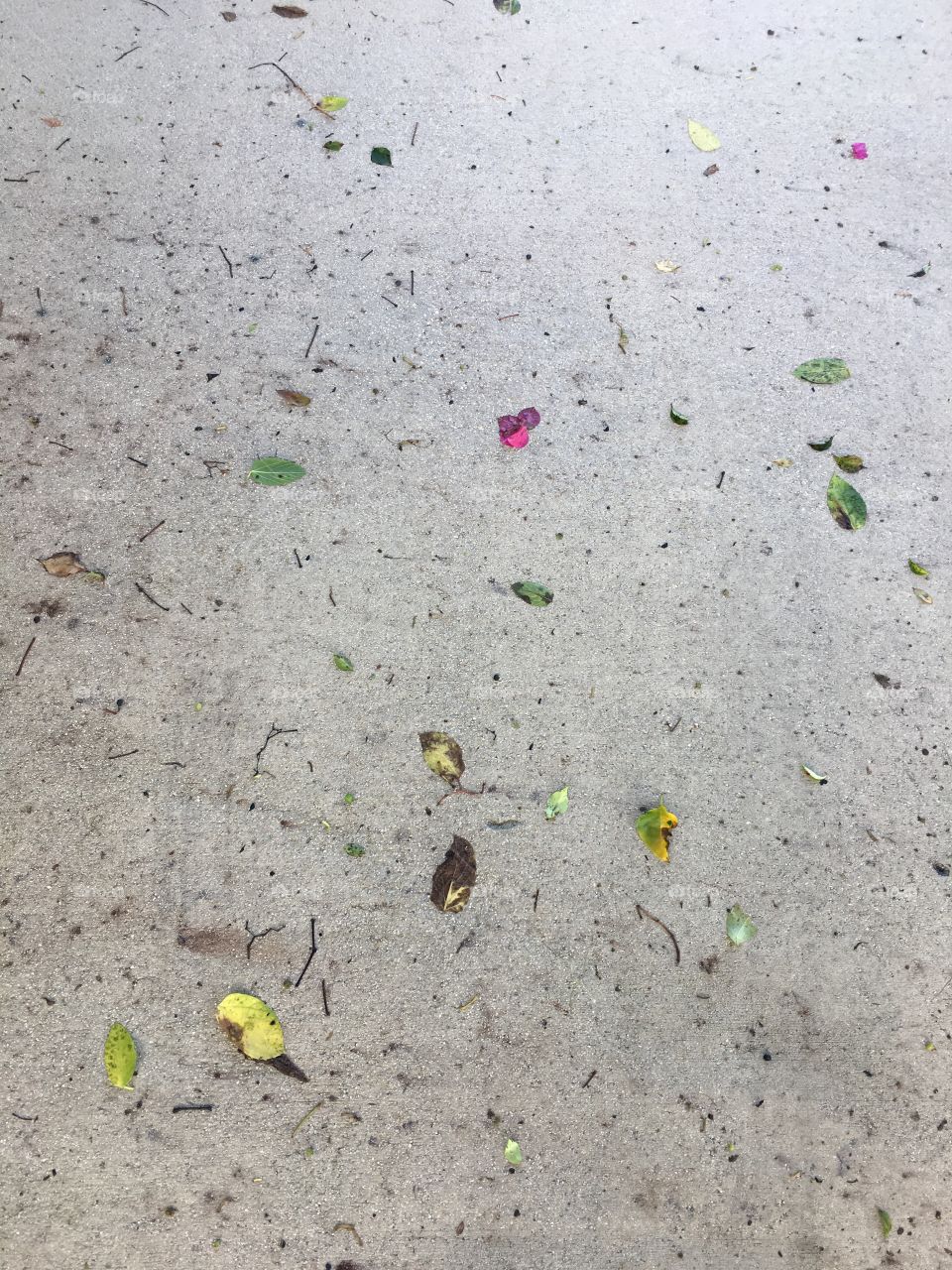 Petals and leaves that fall where they may. Covering a footpath with its delicacy, it’s softness. It lights the way for happiness and peace. With nature around, there’s nothing to fear. The earth and the world support you here. 