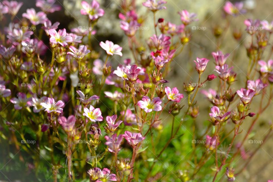 Pink flowers