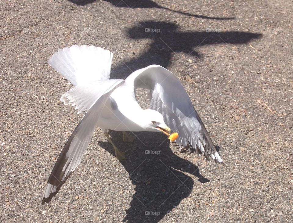 Seagull stole my Cheetos 