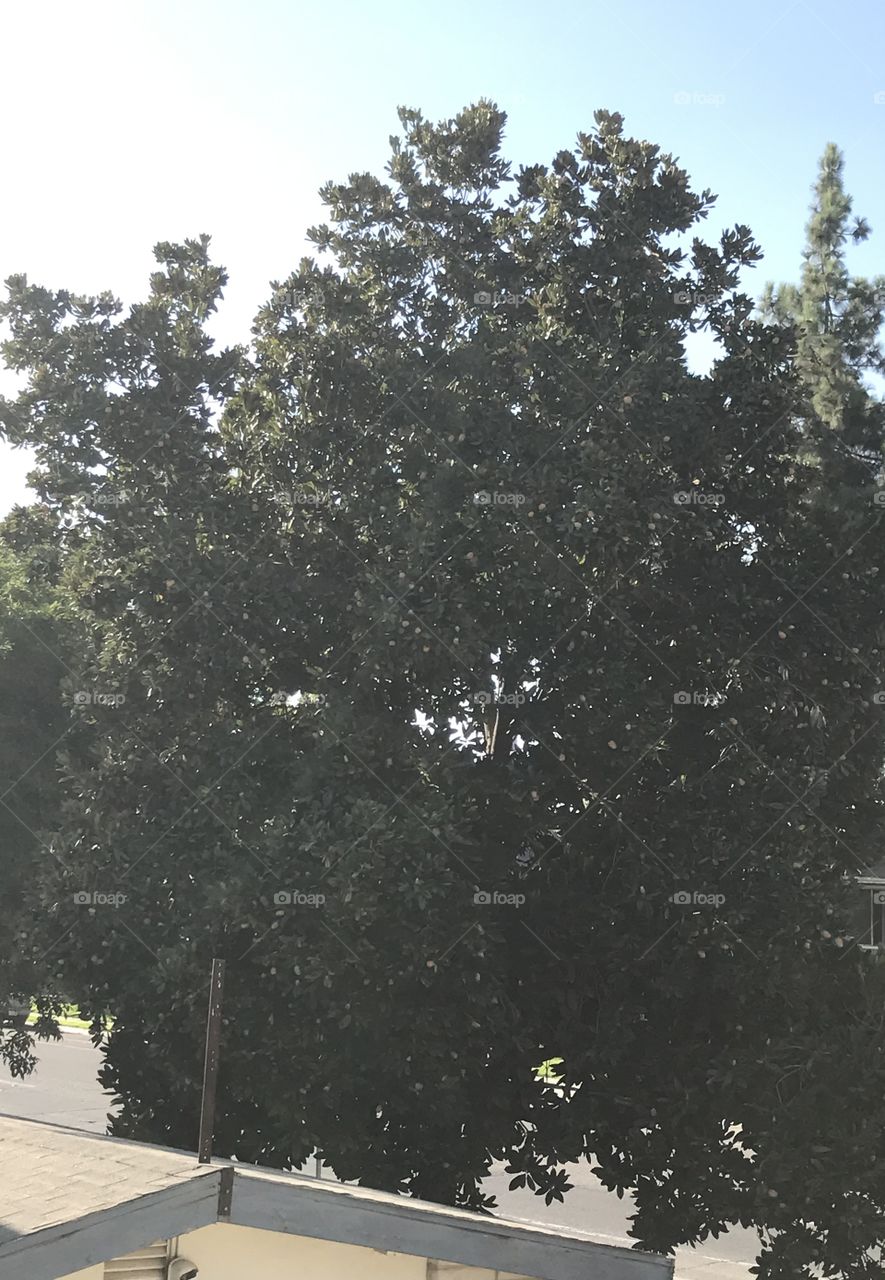 A tree in the neighborhood during a hot summer day.