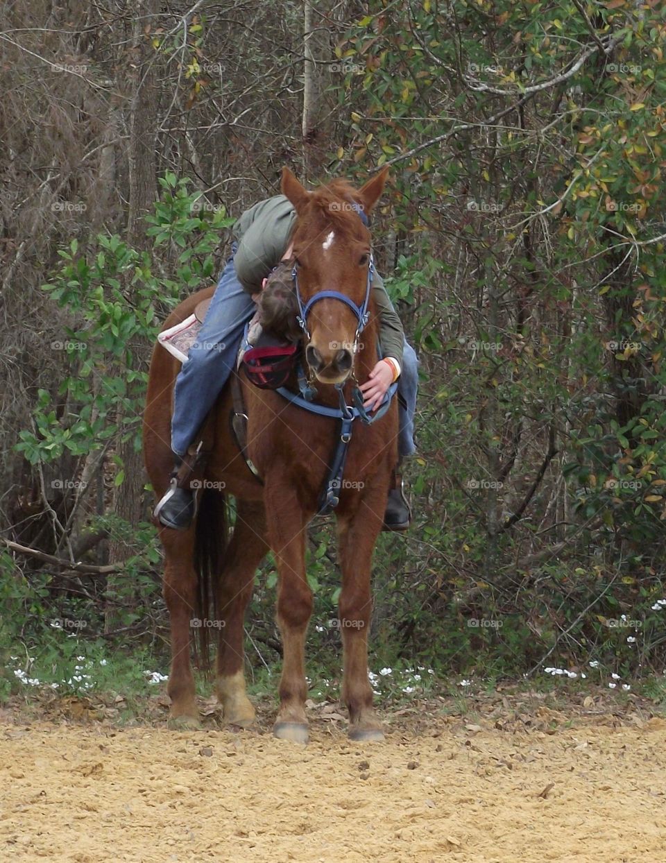 Napping while waiting for their class to be called to compete at the horseshow