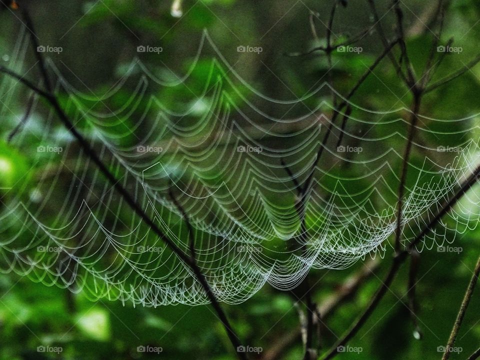The spiderweb