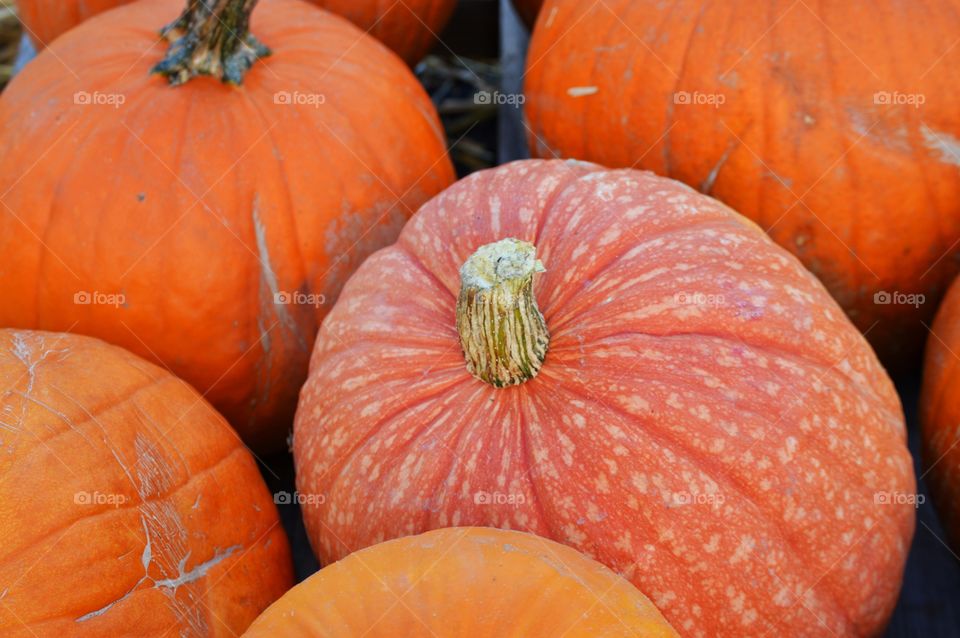 Fall Pumpkins 1