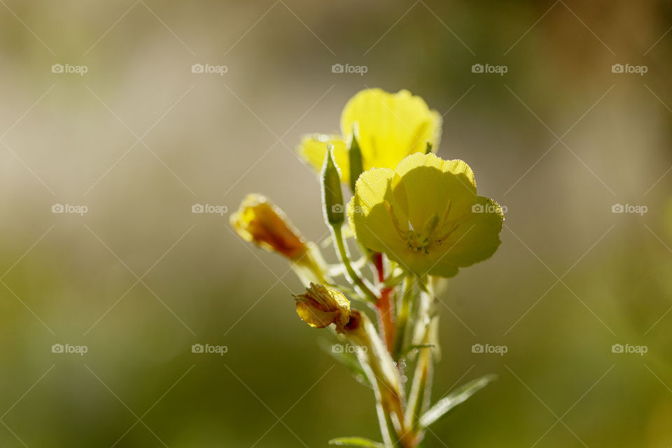 yellow flower with morning dew