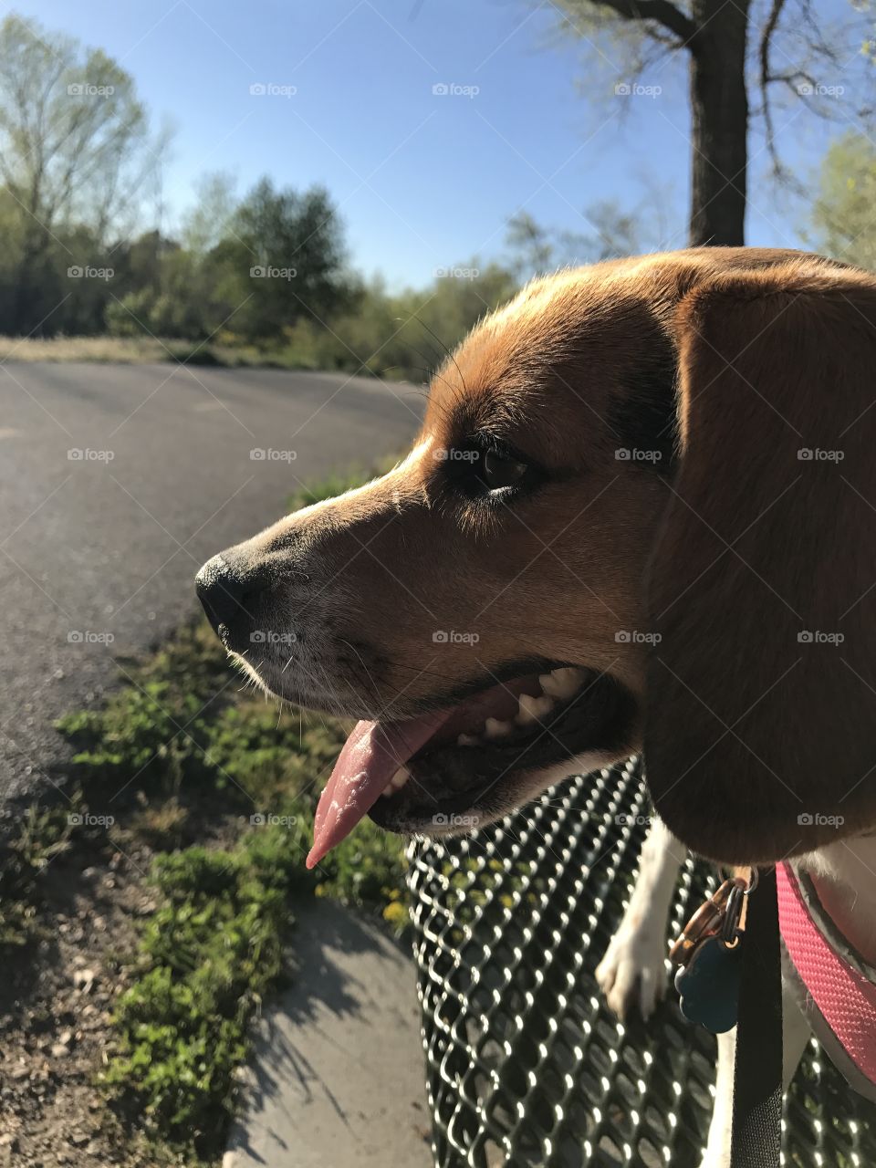 Lola on a walk