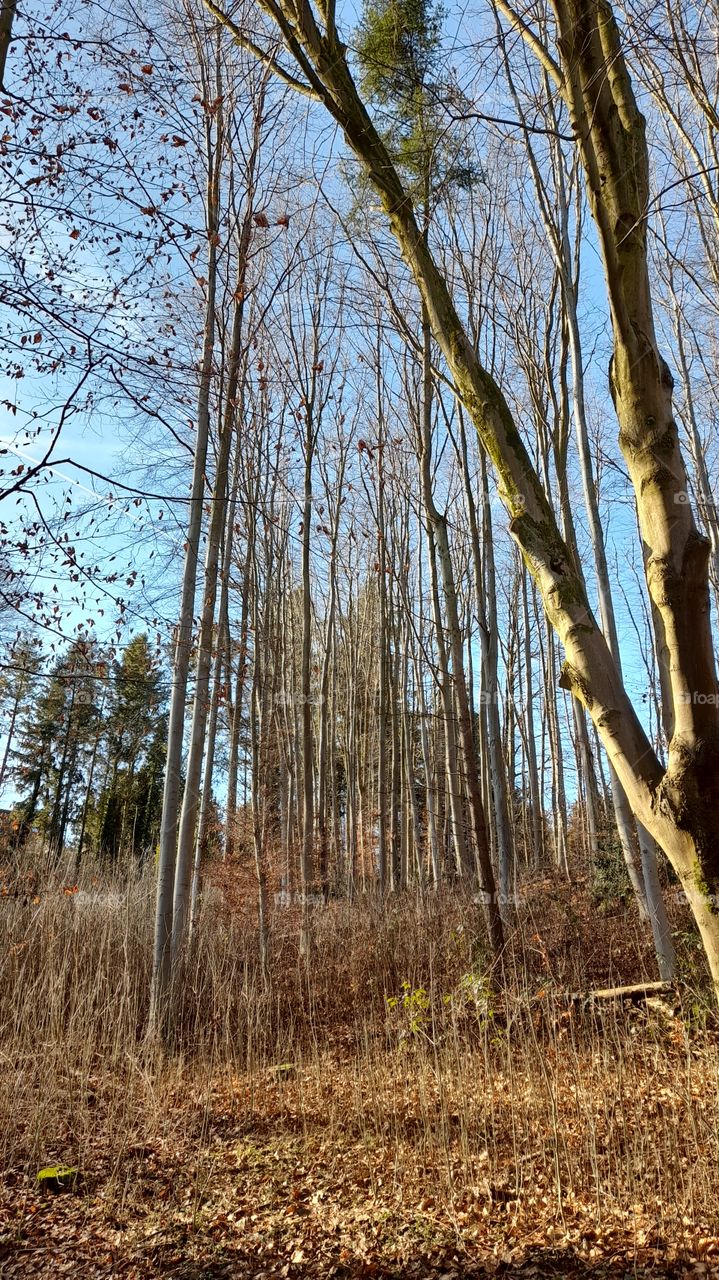 Wald