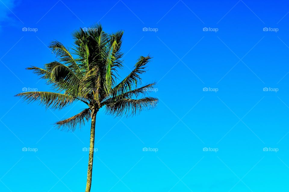 Blue sky and palm tree on a glorious day in paradise
