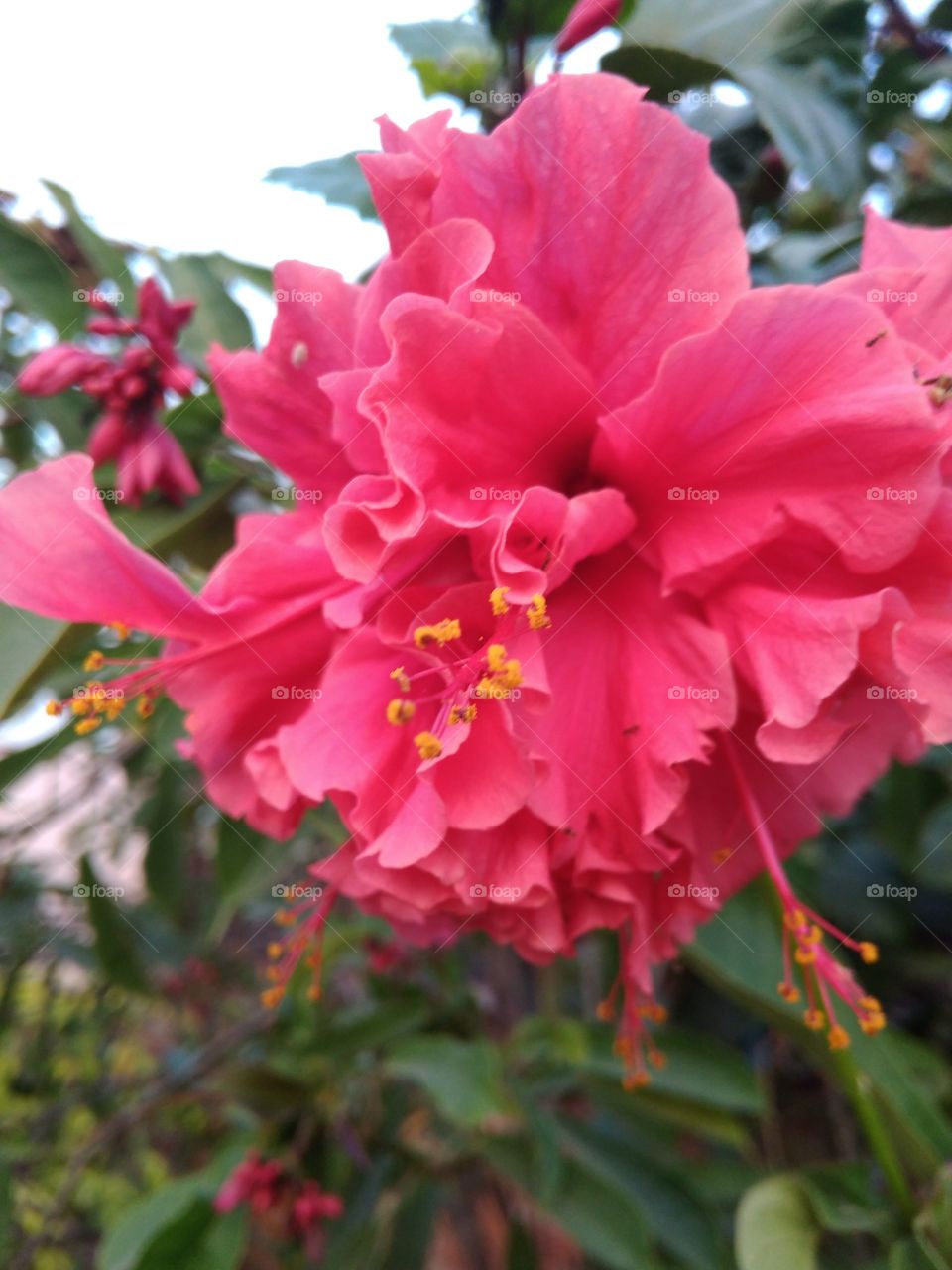 Beautiful Nature #hibiscus