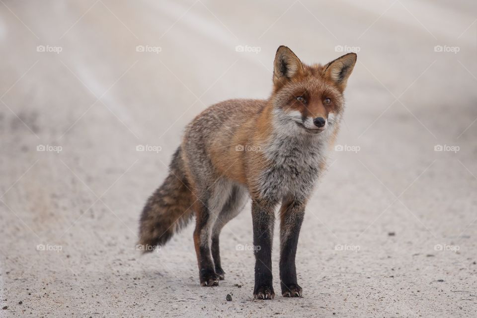 Beautiful fox