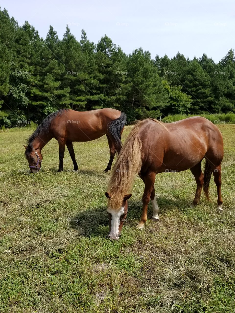 Mammal, Pasture, Hayfield, Mare, Grass