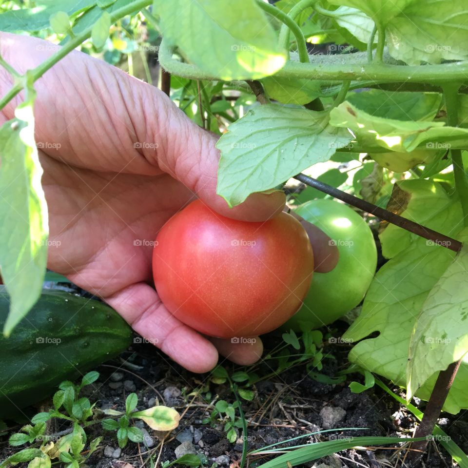 Pick Ripe Tomato From Off Plant, Up Close!