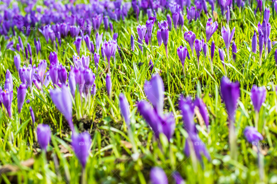 Spring flowers - crocuses