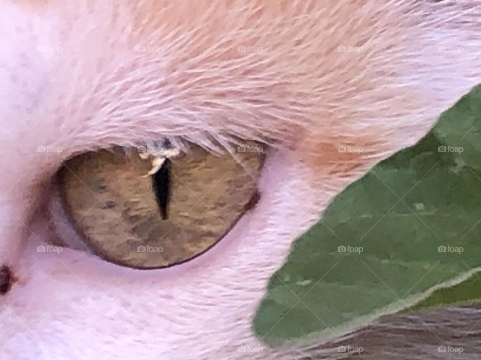 Beautiful cat’s eye