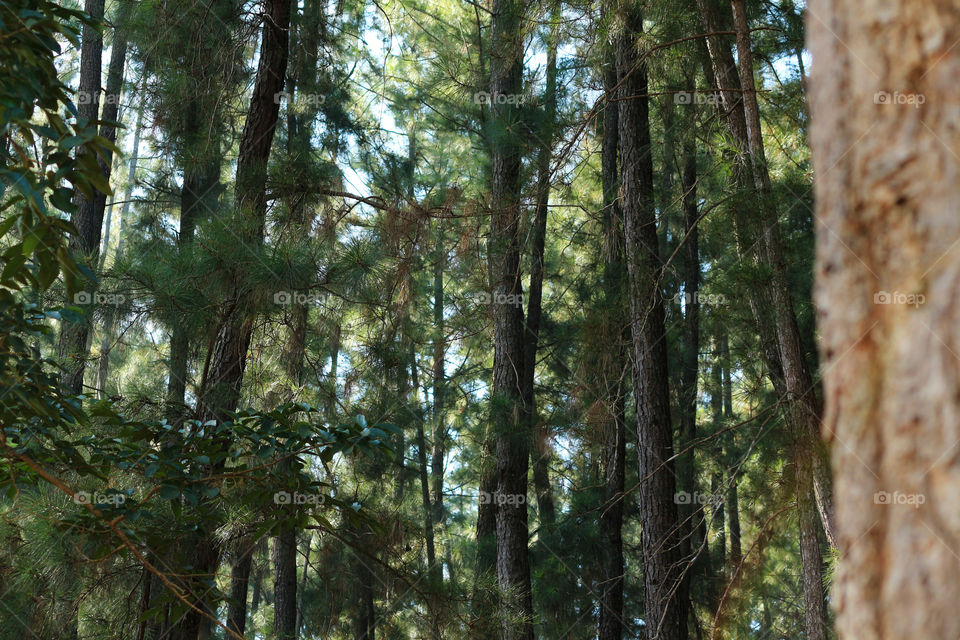 View of pine forest