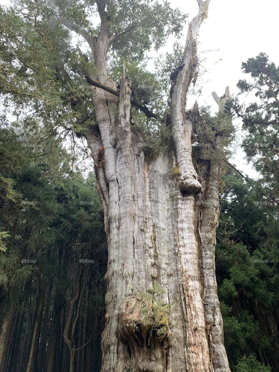 Old tree