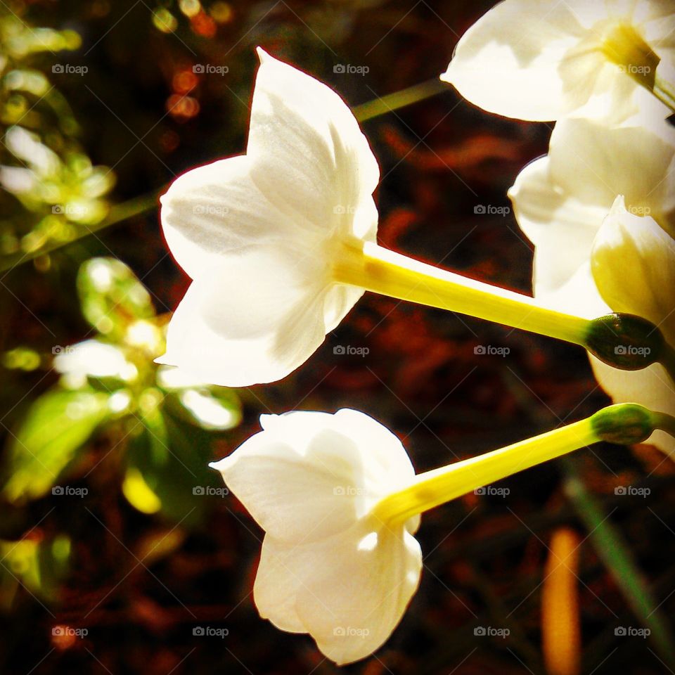 flowers