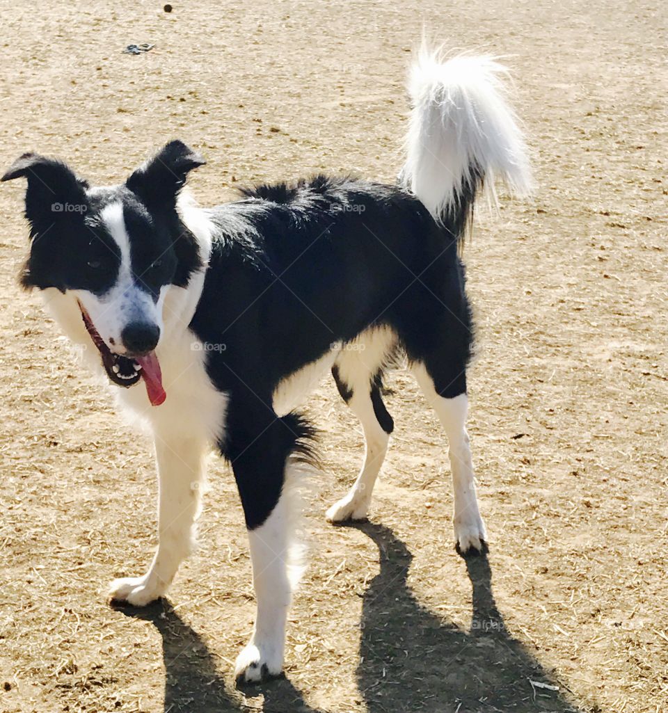 Black & White Dog