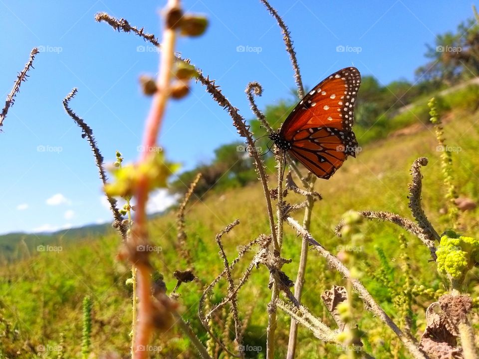 linda mariposa monarca