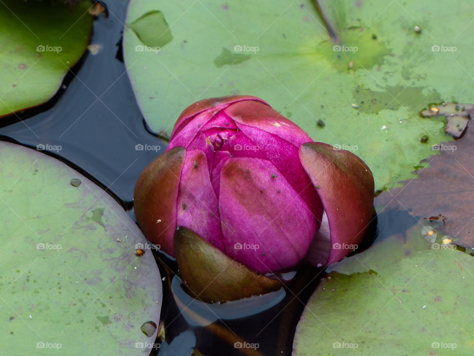 Water lily