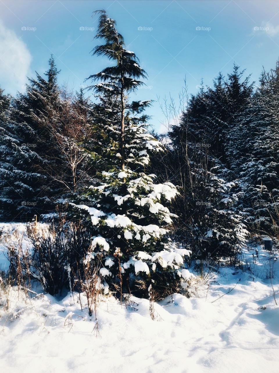 Scottish winter tree