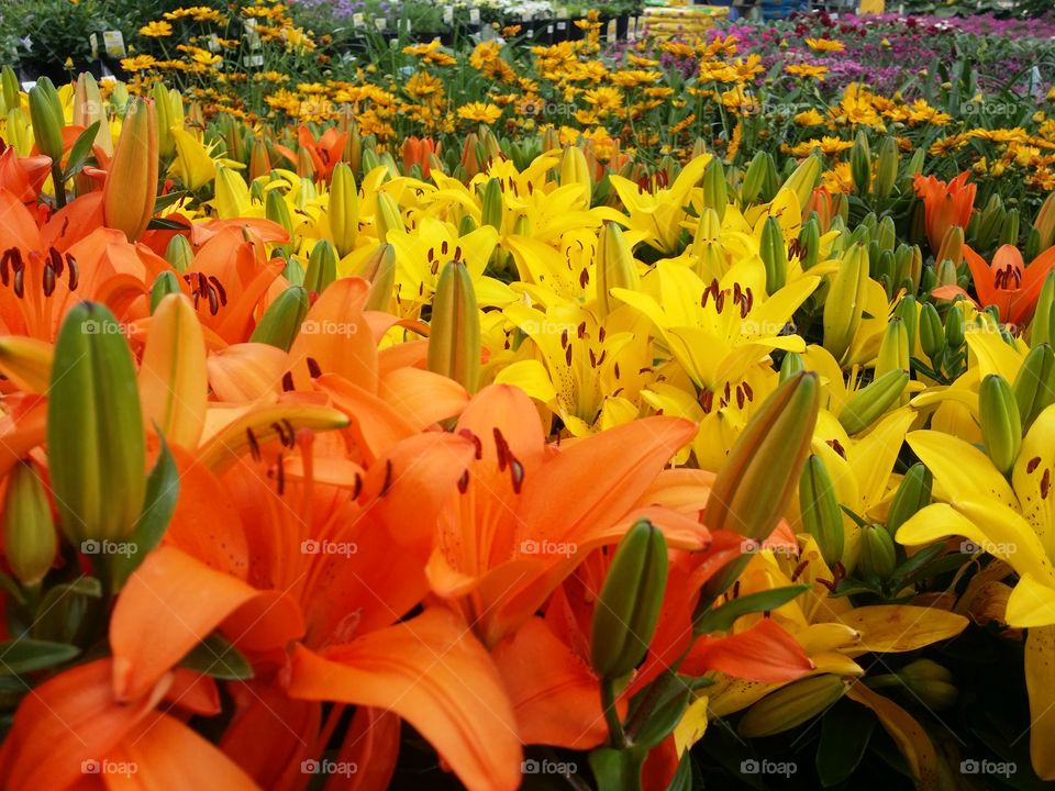 Tiger Lillies