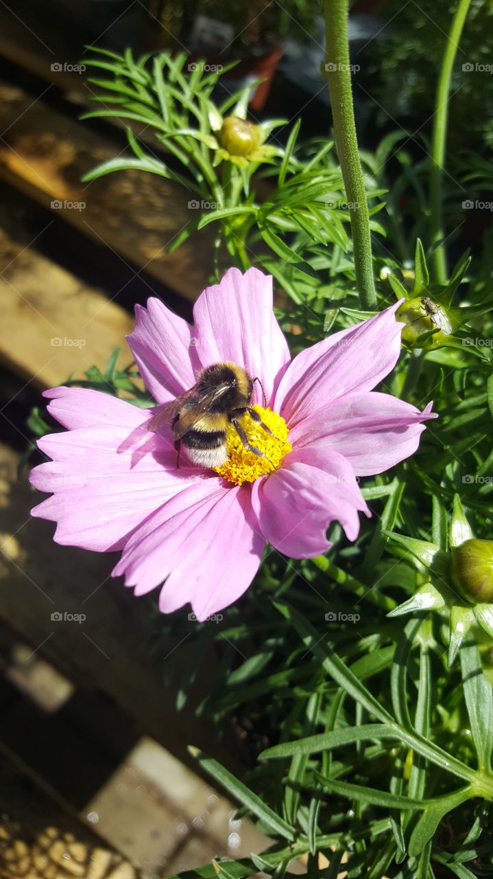 Happy Little Bumblebee