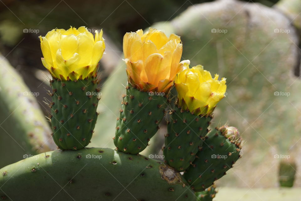 Close-up of cactus with yellow flower in bloom