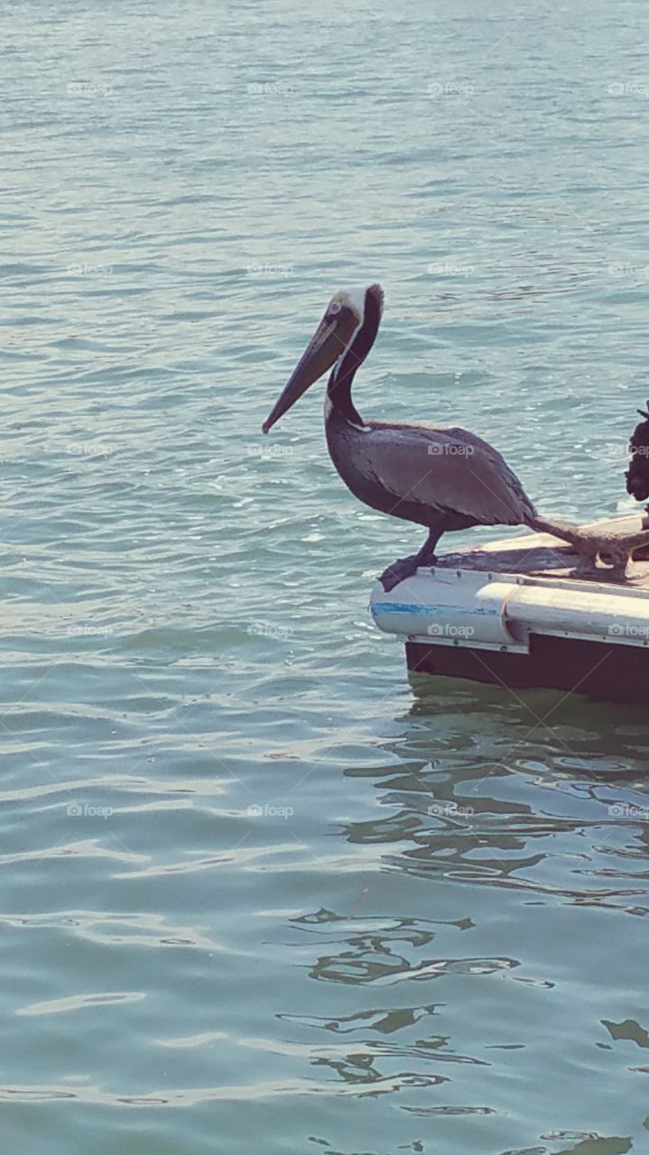 pelican waiting to eat