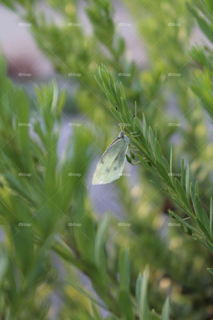 Butterfly resting on a branch of a green bush