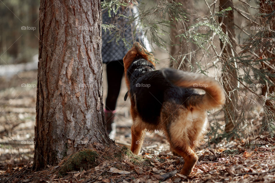 German shepherd 7-th months old puppy in a spring forest at sunny day