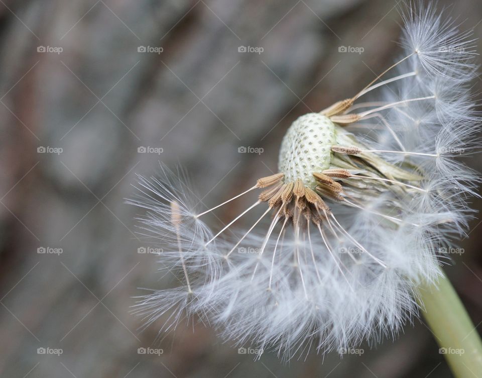 Half A Dandelion Clock