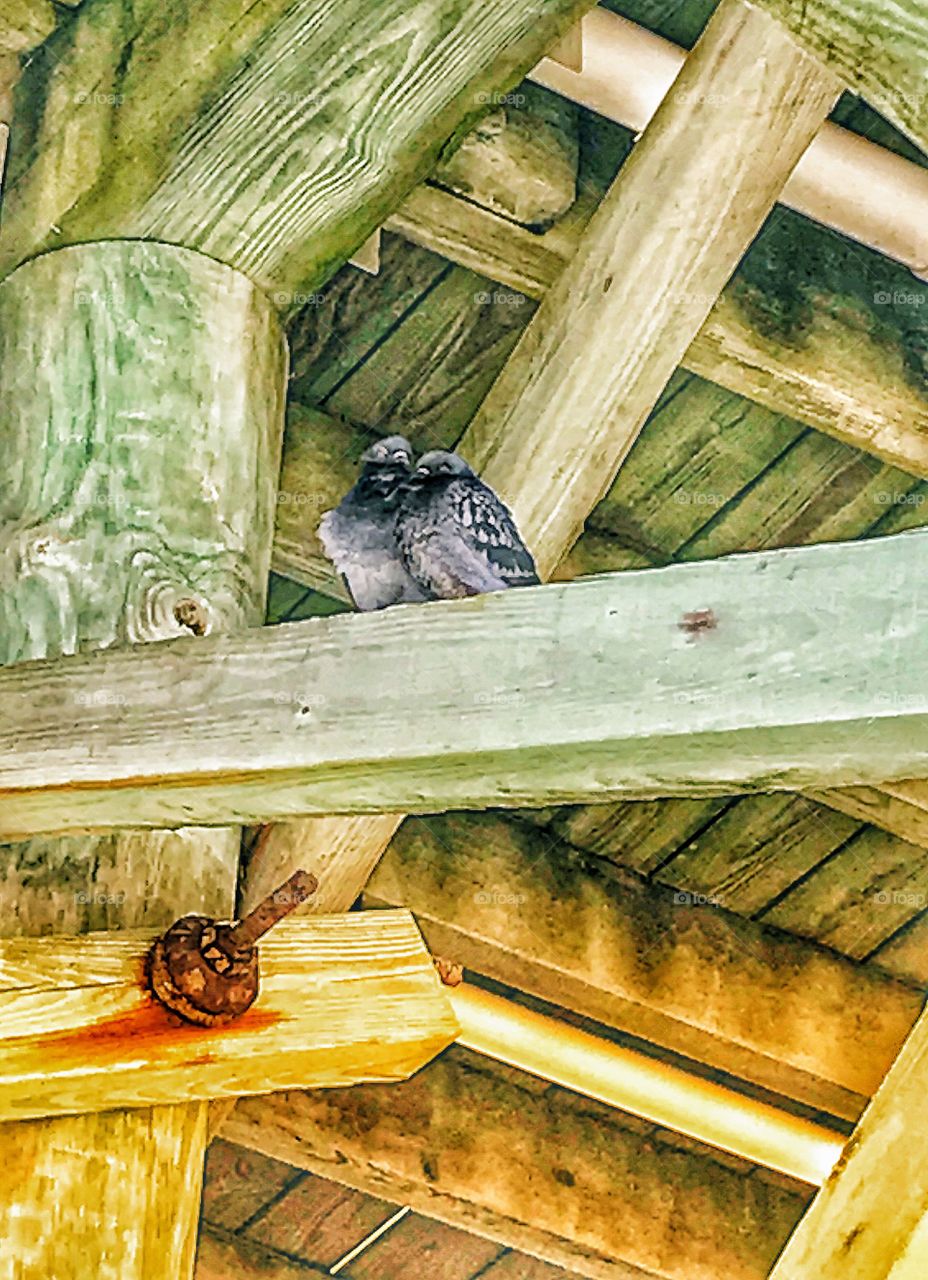 Lovebirds hideaway under the pier