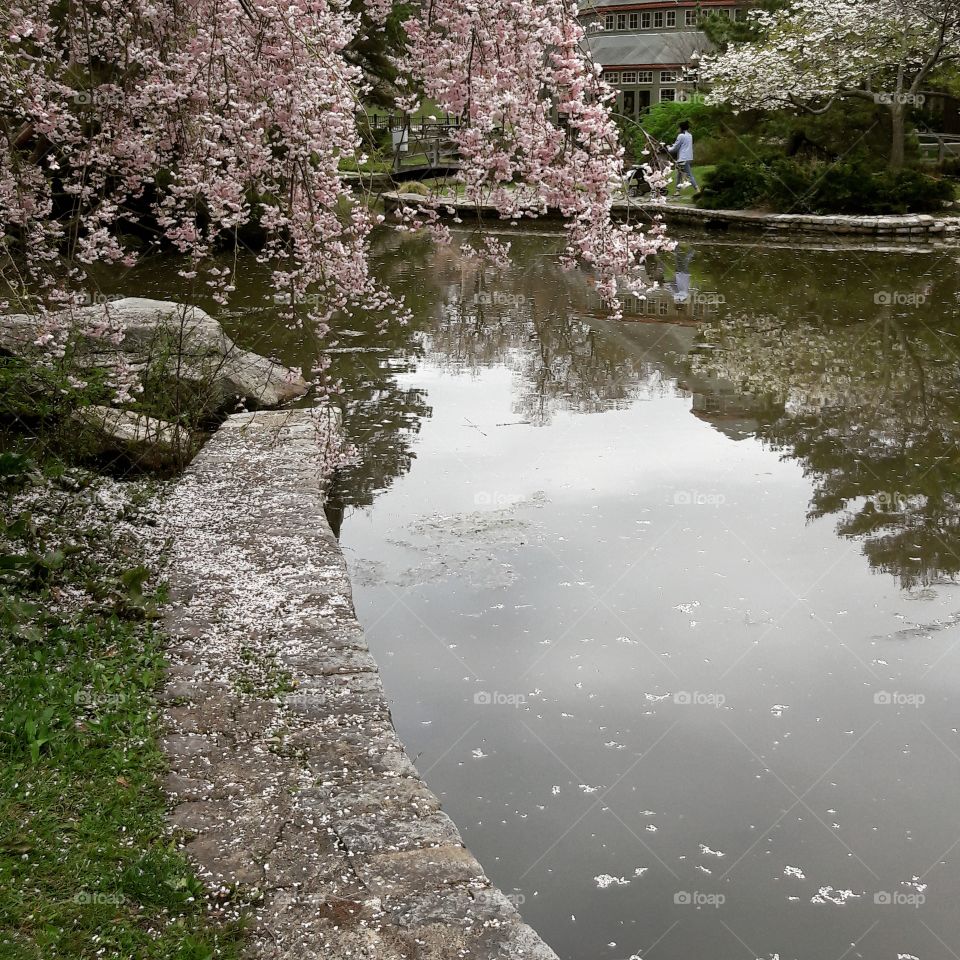 Japanese garden