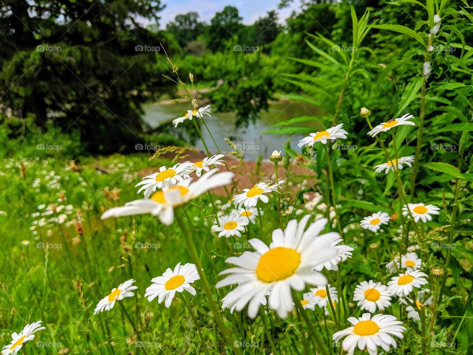Daisies by the River Bank on a bright sunny summer day.
